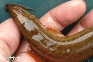 吃泥鰍會(huì)過(guò)敏嗎？一般不會(huì)