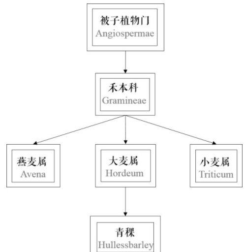 青稞是大麥嗎？青稞是小麥嗎