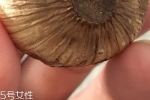 黑蒜是種植出來的嗎？黑蒜怎么來的
