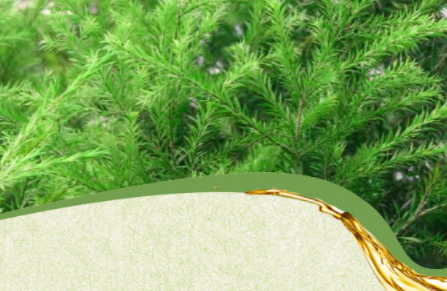 茶樹精油可以治灰指甲嗎？茶樹精油怎么治灰指甲