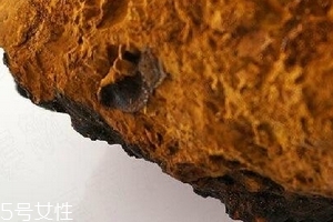樺樹(shù)茸為什么中國(guó)禁止？樺樹(shù)茸國(guó)內(nèi)能買(mǎi)到嗎？