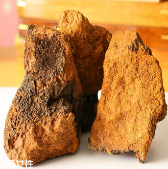 樺樹茸怎么吃？樺樹茸正確吃法