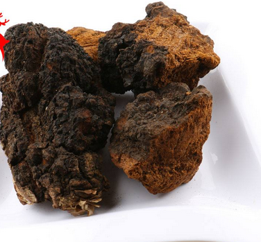 樺樹茸怎么吃？樺樹茸正確吃法