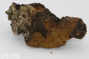 樺樹(shù)茸是中藥嗎？樺樹(shù)茸屬于中藥嗎