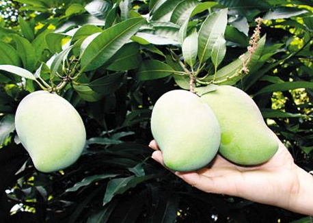 芒果樹(shù)幾年結(jié)果 芒果樹(shù)的生長(zhǎng)周期