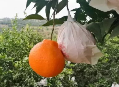 耙耙柑多少錢一斤？耙耙柑市為什么那么貴