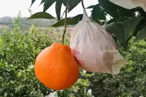 春見為什么叫耙耙柑？春見和耙耙柑區(qū)別