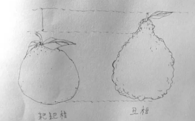 耙耙柑和不知火哪個(gè)好？耙耙柑和不知火區(qū)別