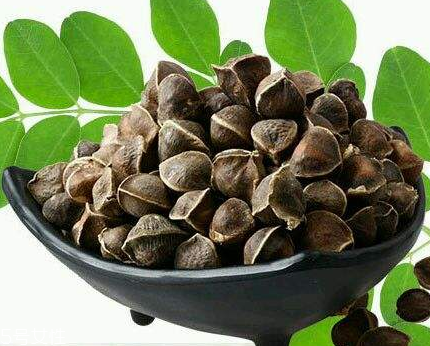辣木籽能治口臭嗎？口臭吃辣木籽好嗎？