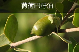 荷荷巴油可以豐胸嗎？荷荷巴油豐胸手法