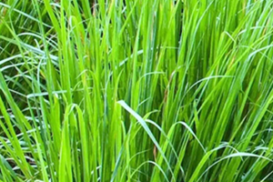 檸檬草精油怎么用？檸檬草精油使用禁忌