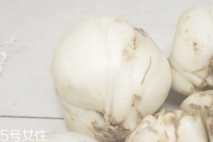 新鮮百合能種嗎？新鮮百合好種植嗎？