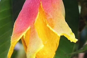七彩芒多少錢一斤？七彩芒的功效與作用