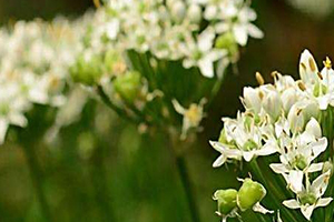 韭菜花多少錢一斤？韭菜花市場(chǎng)行情