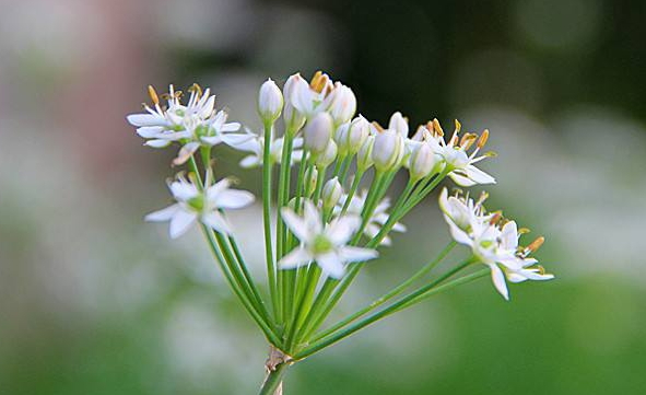 韭菜花多少錢(qián)一斤？韭菜花市場(chǎng)行情
