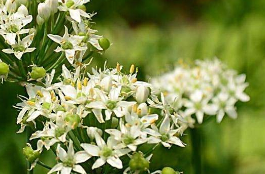 韭菜花多少錢(qián)一斤？韭菜花市場(chǎng)行情