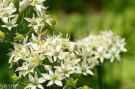 韭菜花和韭菜籽哪個好？韭菜花和韭菜籽的不同