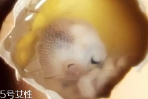 雞仔胎怎么煮？雞仔胎這樣做更美味
