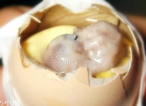 雞仔胎怎么煮？雞仔胎這樣做更美味