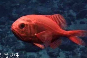 長(zhǎng)壽魚(yú)好吃嗎 吃長(zhǎng)壽魚(yú)的好處