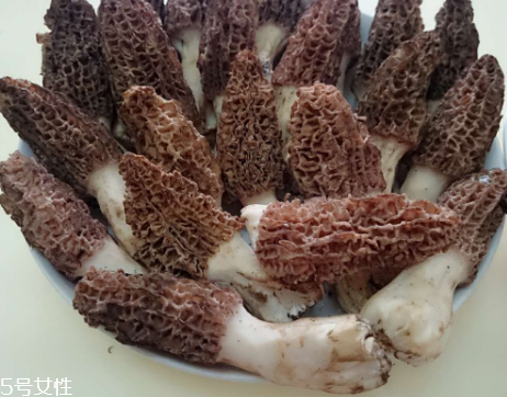 羊肚菌是什么東西？羊肚菌能吃嗎？