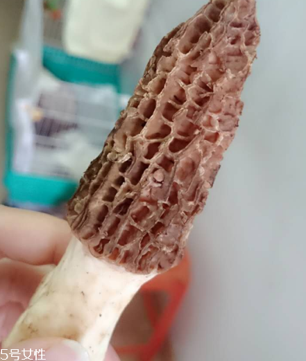 羊肚菌是什么東西？羊肚菌能吃嗎？