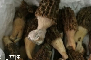 羊肚菌是怎么長出來的？