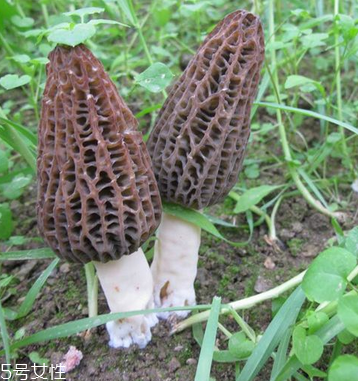 羊肚菌是發(fā)物嗎？羊肚菌屬于發(fā)物嗎？