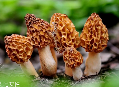 羊肚菌是發(fā)物嗎？羊肚菌屬于發(fā)物嗎？