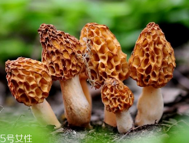羊肚菌是什么顏色？羊肚菌是什么樣的