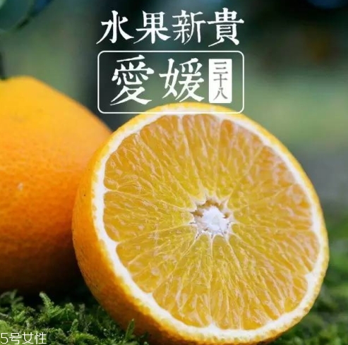 愛媛38號多少錢一斤？愛媛38號柑桔市場行情
