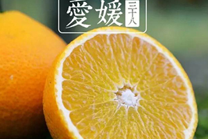 愛媛38號是橙子還是橘子？愛媛38號適合哪里種植？