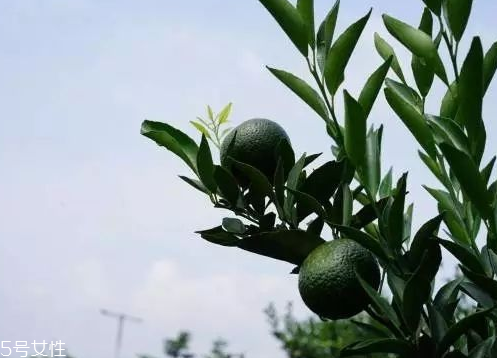 小青柑會發(fā)霉嗎？小青柑如何保存？