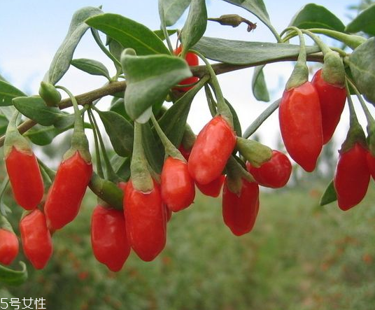 寧夏枸杞哪個(gè)牌子好？寧夏枸杞品牌推薦
