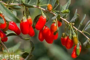枸杞是發(fā)物嗎？枸杞屬于發(fā)物嗎？