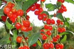 枸杞是大的好還是小的好？枸杞買大還是買?。?></p><h3 style=