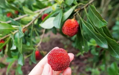 東魁楊梅好吃嗎？東魁楊梅為什么這么火