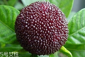 烏酥楊梅多少錢一斤？烏酥楊梅好吃嗎