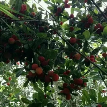烏酥楊梅多少錢(qián)一斤？烏酥楊梅好吃嗎