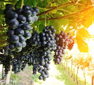 黑提是葡萄嗎？黑提和葡萄的區(qū)別