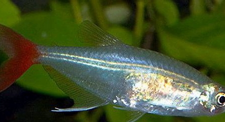 紅尾魚(yú)怎么做好吃？紅尾魚(yú)的做法大全
