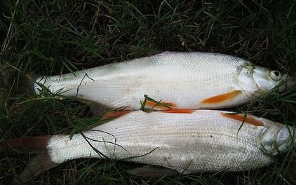 紅尾魚(yú)怎么做好吃？紅尾魚(yú)的做法大全