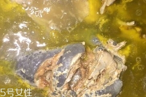 烏骨雞是烏雞嗎？烏骨雞是什么雞？