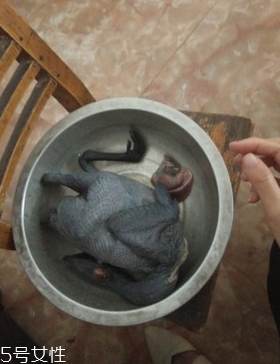烏骨雞是烏雞嗎？烏骨雞是什么雞？
