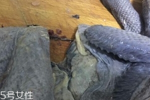 烏雞下奶嗎？烏雞怎么吃下奶？