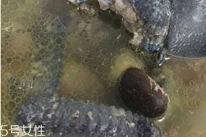 烏雞是發(fā)物嗎？烏雞屬于發(fā)物嗎？