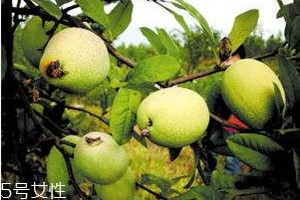皺皮木瓜怎么吃 皺皮木瓜的營養(yǎng)價(jià)值
