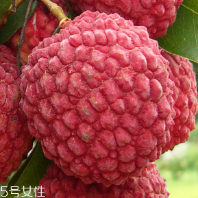 荔枝的品種 荔枝有哪些種類？