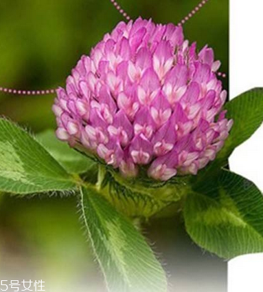 圣潔莓可以長(zhǎng)期吃嗎？長(zhǎng)期圣潔莓好嗎？