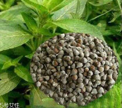 圣潔莓可以長(zhǎng)期吃嗎？長(zhǎng)期圣潔莓好嗎？